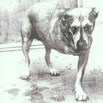 Alice In Chains - Alice In Chains