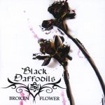 Broken Flower - Black Daffodils
