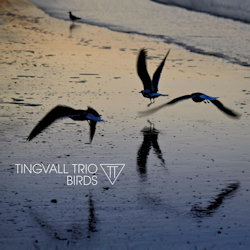 Birds - Tingvall Trio
