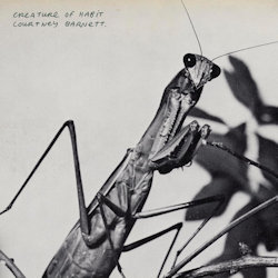 Creature Of Habit - Barnett, Courtney