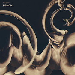 Dissolution. - Siamese
